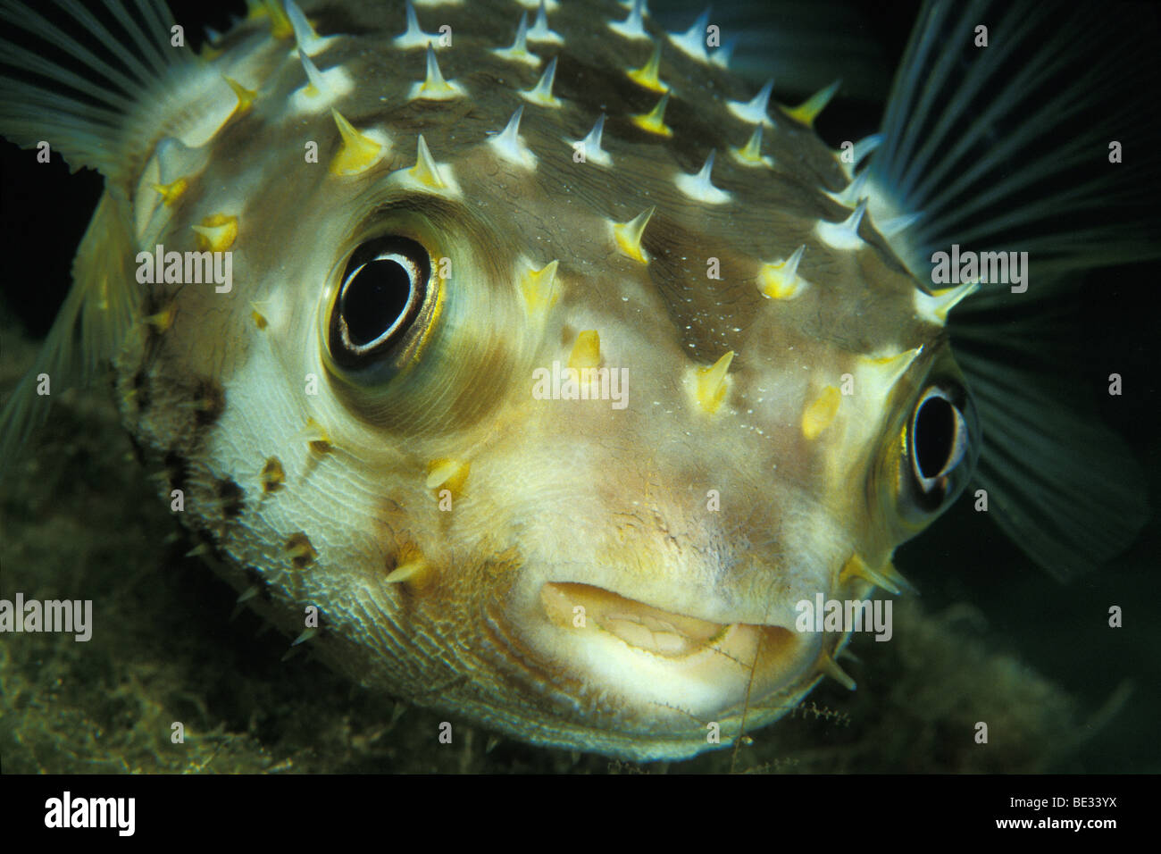 Yellowspotted Burrfish, Cyclichthys spilostylus, Sharm el Sheikh, Sinai, Red Sea, Egypt Stock Photo