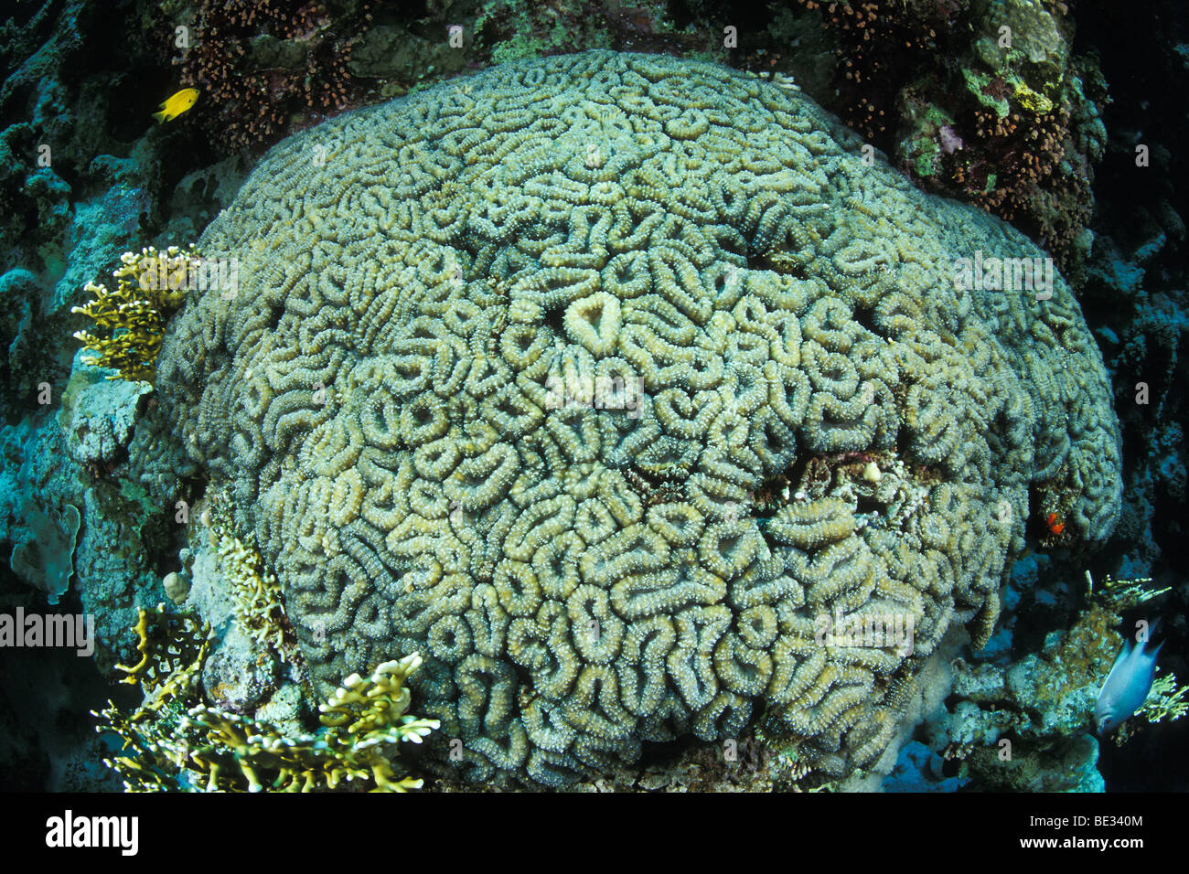 Lobophyllia Coral, Lobophyllia sp., Dahab, Sinai, Red Sea, Egypt Stock Photo