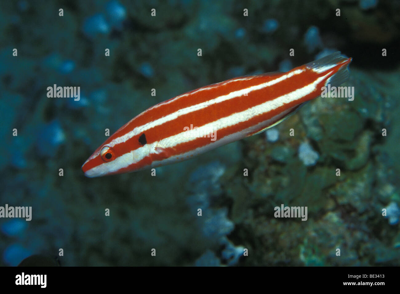 Blackspot Hogfish, Bodianus opercularis, Dahab, Sinai, Red Sea, Egypt Stock Photo
