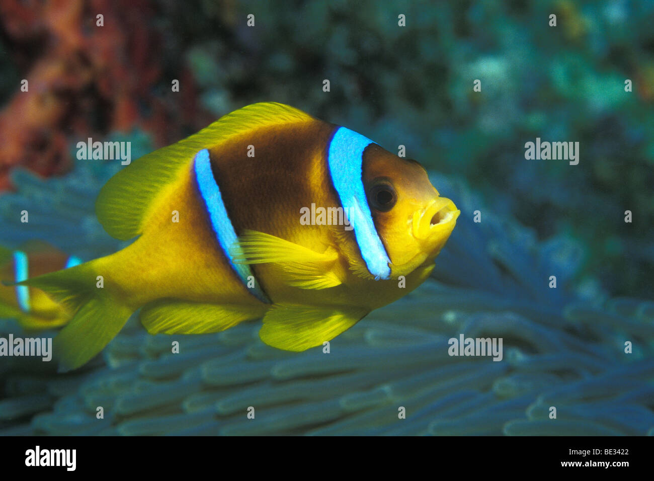 Two-banded Anemonefish, Amphiprion bicinctus, Dahab, Sinai, Red Sea, Egypt Stock Photo