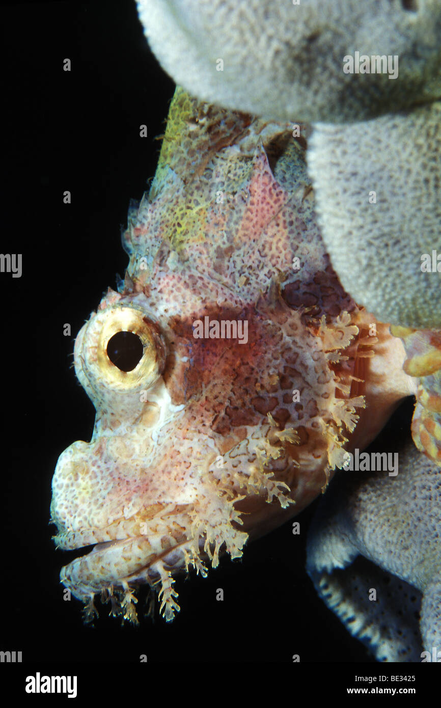 Tassled Scorpionfish, Scorpaenopsis oxycephalus, Bunaken, Sulawesi, Indonesia Stock Photo