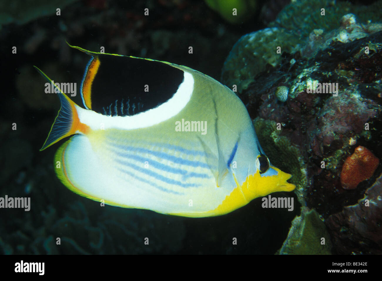 Sattled Butterflyfish, Chaetodon ephippium, Bunaken, Sulawesi, Indonesia Stock Photo