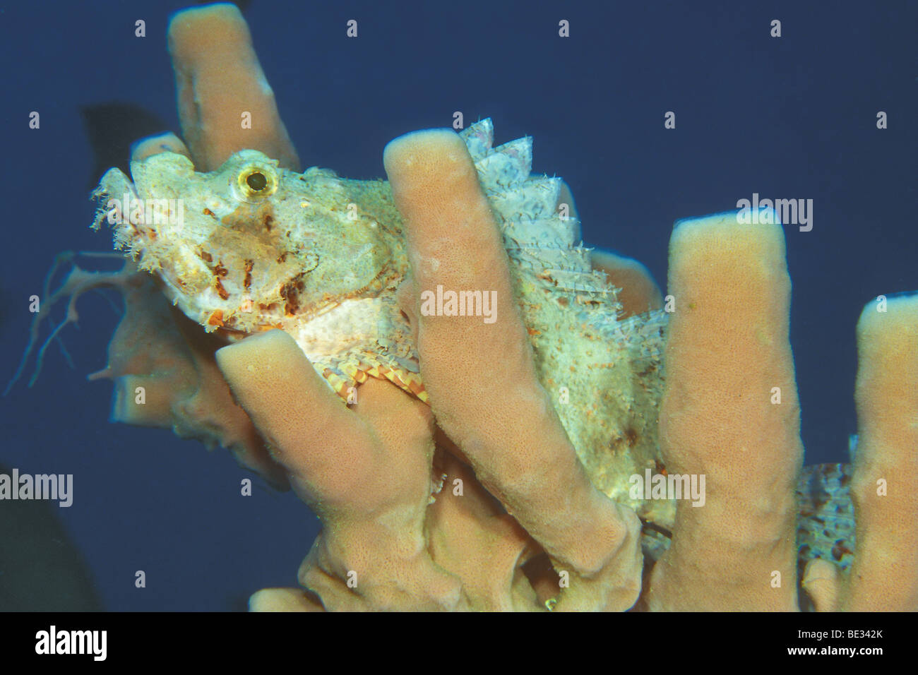Tassled Scorpionfish, Scorpaenopsis oxycephalus, Bunaken, Sulawesi, Indonesia Stock Photo
