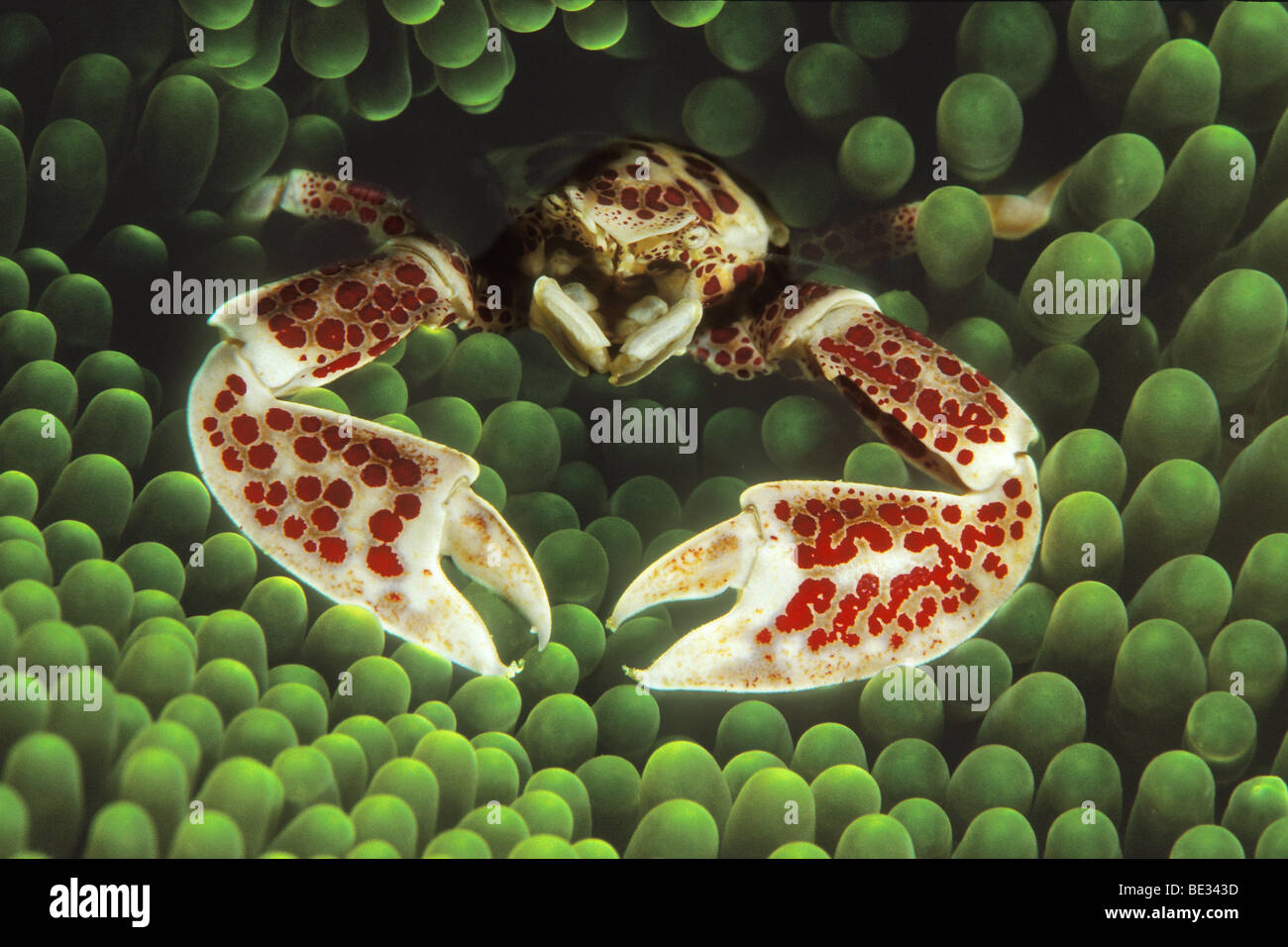 Anemone Porcelain Crab, Neopetrolisthes oshimai, Bunaken, Sulawesi, Indonesia Stock Photo