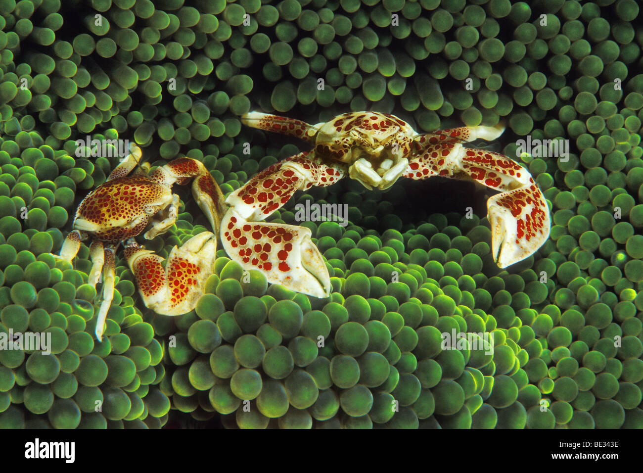 Pair of Anemone Porcelain Crab, Neopetrolisthes oshimai, Bunaken, Sulawesi, Indonesia Stock Photo