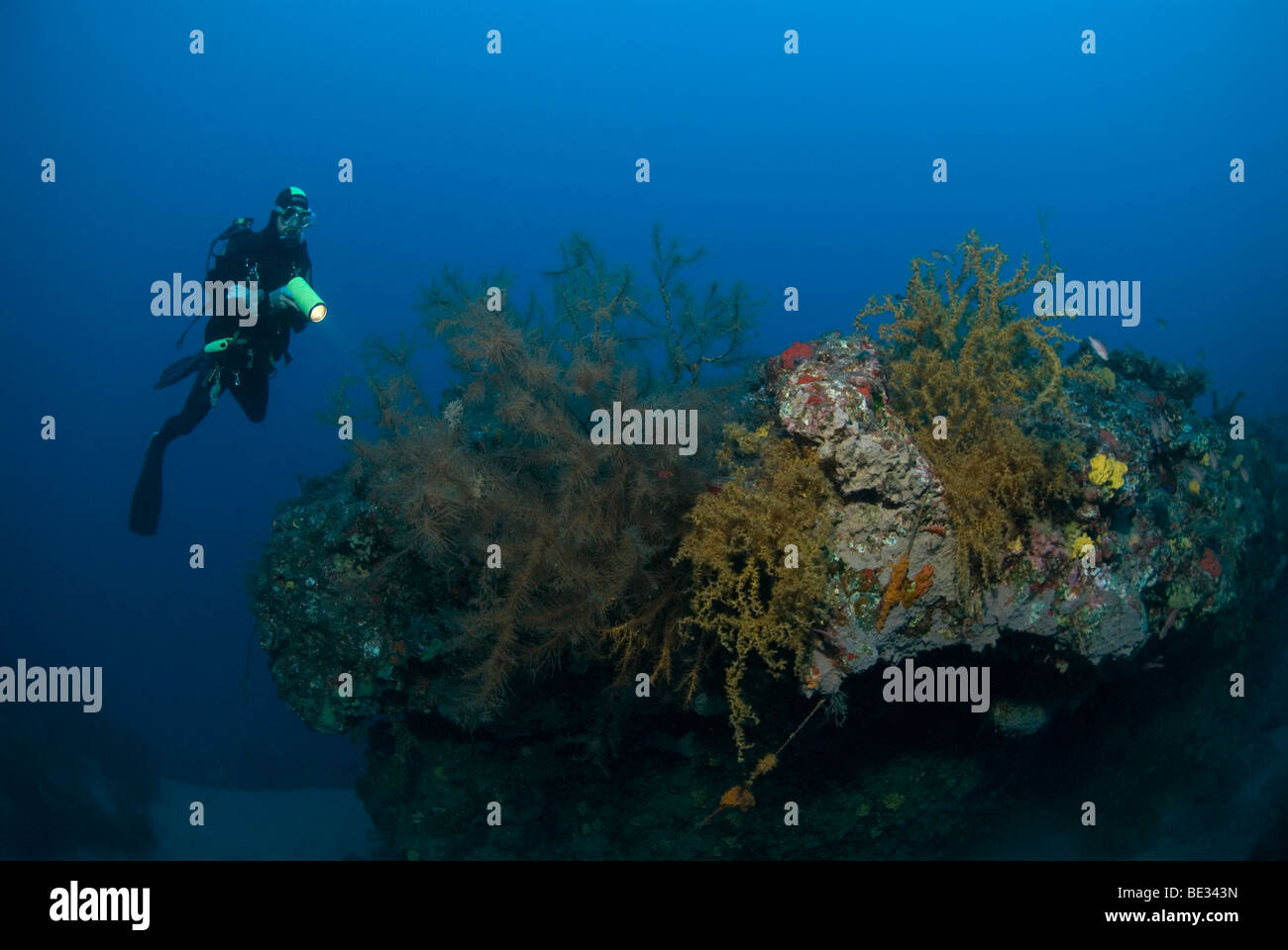 Diver and Black Corals, Antipathidae, Lanzarote, Canary Islands, Atlantic Ocean, Spain Stock Photo