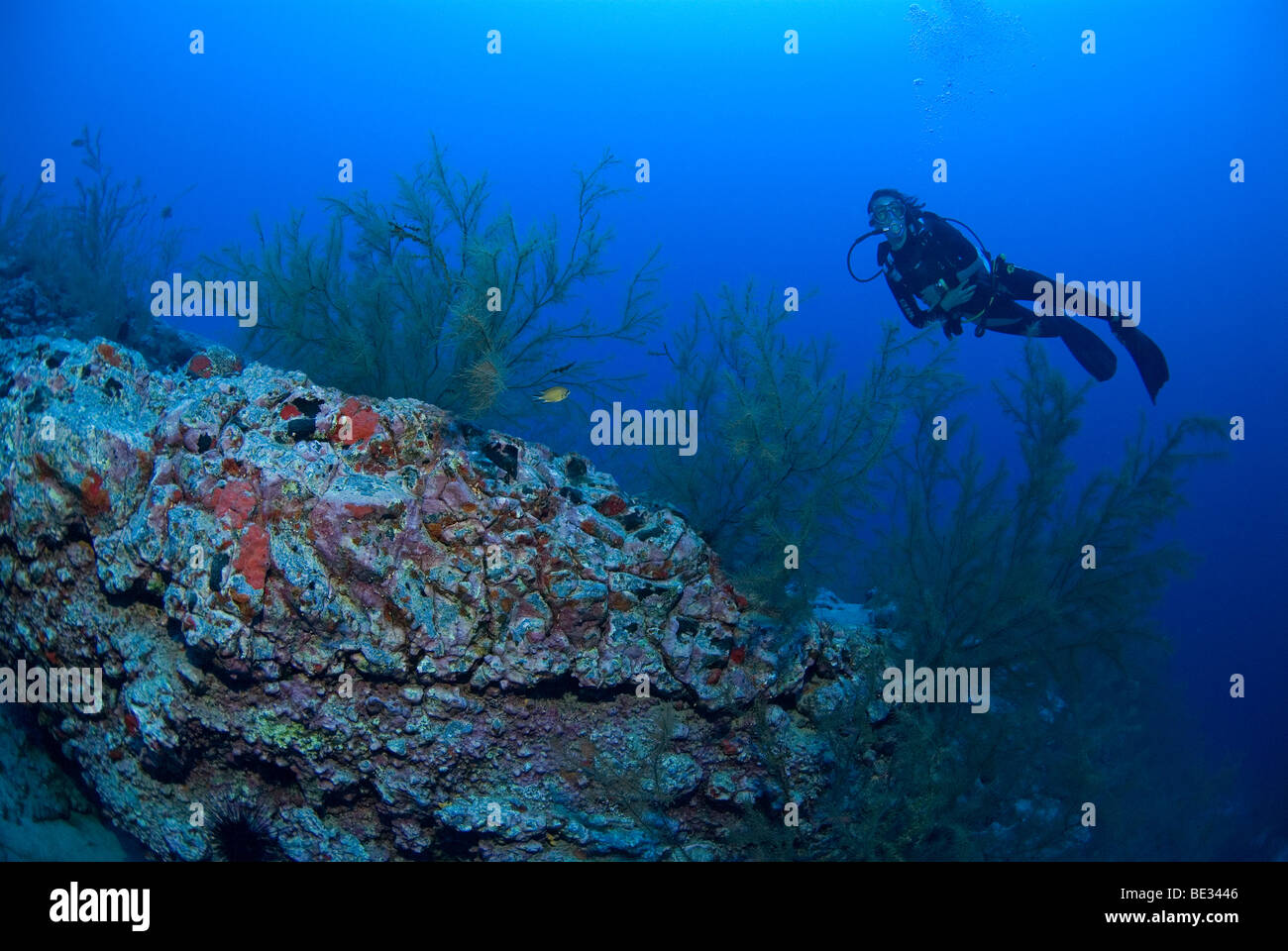 Black Corals and Diver, Antipahtidae, Lanzarote, Canary Islands, Atlantic Ocean, Spain Stock Photo