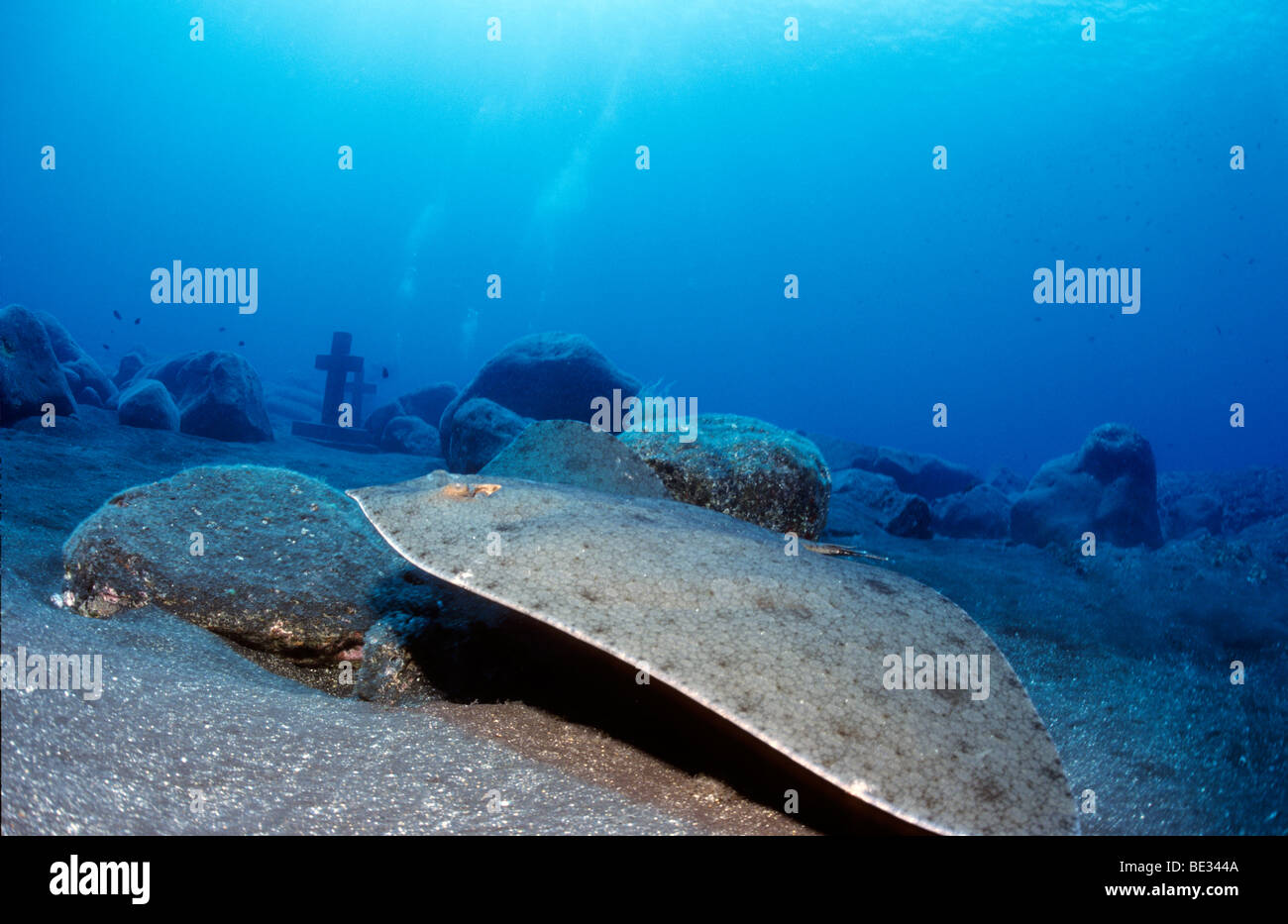 Smooth Butterfly Ray near Malpique Memorial Site, Gymnura micrura, La Palma, Canary Islands, Atlantic Ocean, Spain Stock Photo