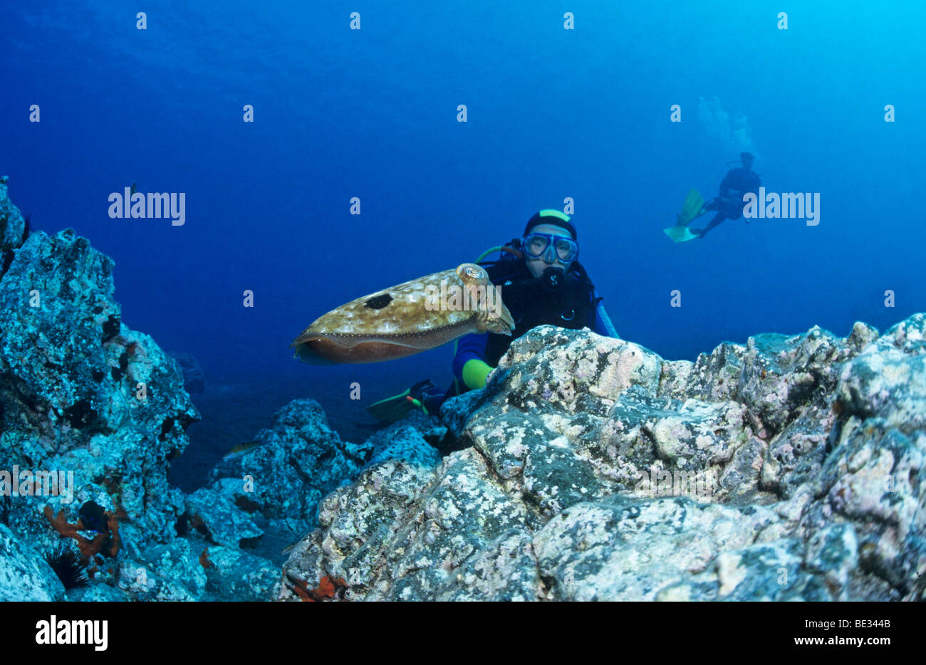 Diver and Cuttlefish, Sepia, La Palma, Canary Islands, Atlantic Ocean, Spain Stock Photo