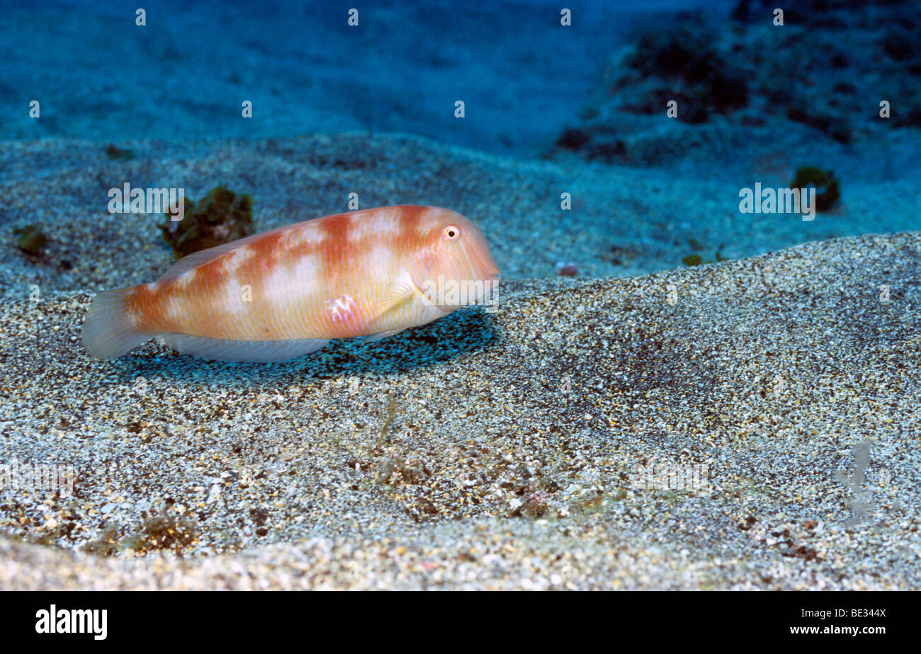 Cleaver Wrasse, Xyrichthys novacula, La Palma, Canary Islands, Atlantic Ocean, Spain Stock Photo