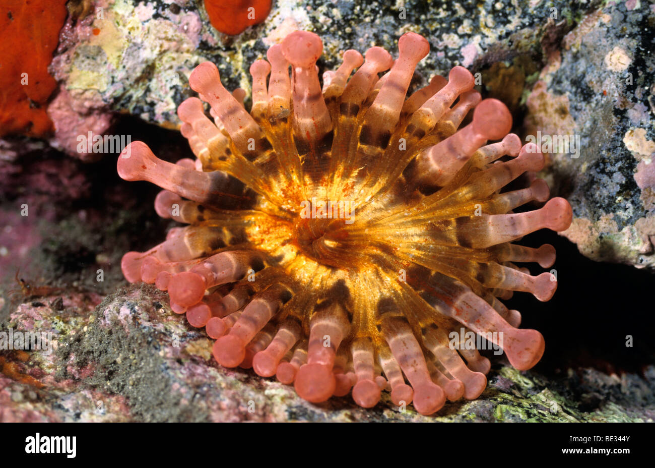 Club-tipped Sea Anemone, Telmatactis, La Palma, Canary Islands, Atlantic Ocean, Spain Stock Photo