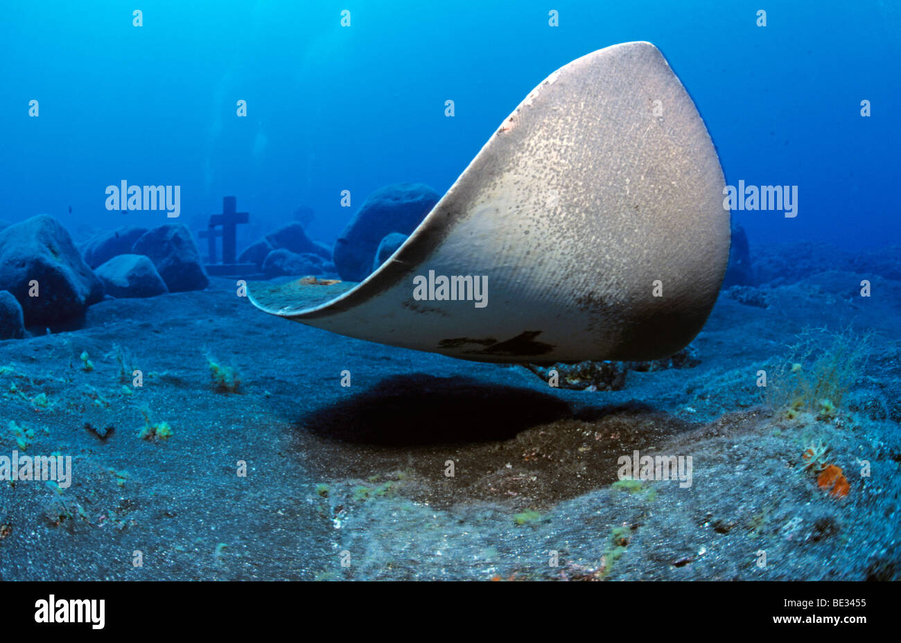 Smooth Butterfly Ray near Malpique Memorial Site, Gymnura micrura, La Palma, Canary Islands, Atlantic Ocean, Spain Stock Photo