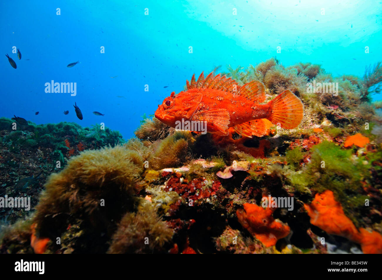 Great Rockfish in Coral Reef, Scorpaena scrofa, Balearic Islands