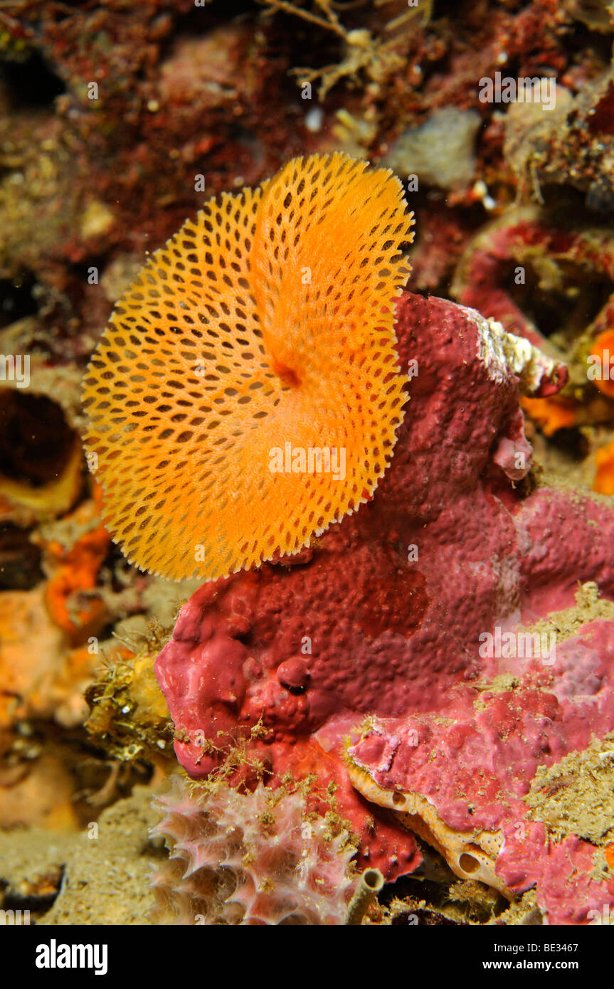 Neptune Bryozoan, Reteporella couchii, Ibiza, Balearic Islands, Mediterranean Sea, Spain Stock Photo