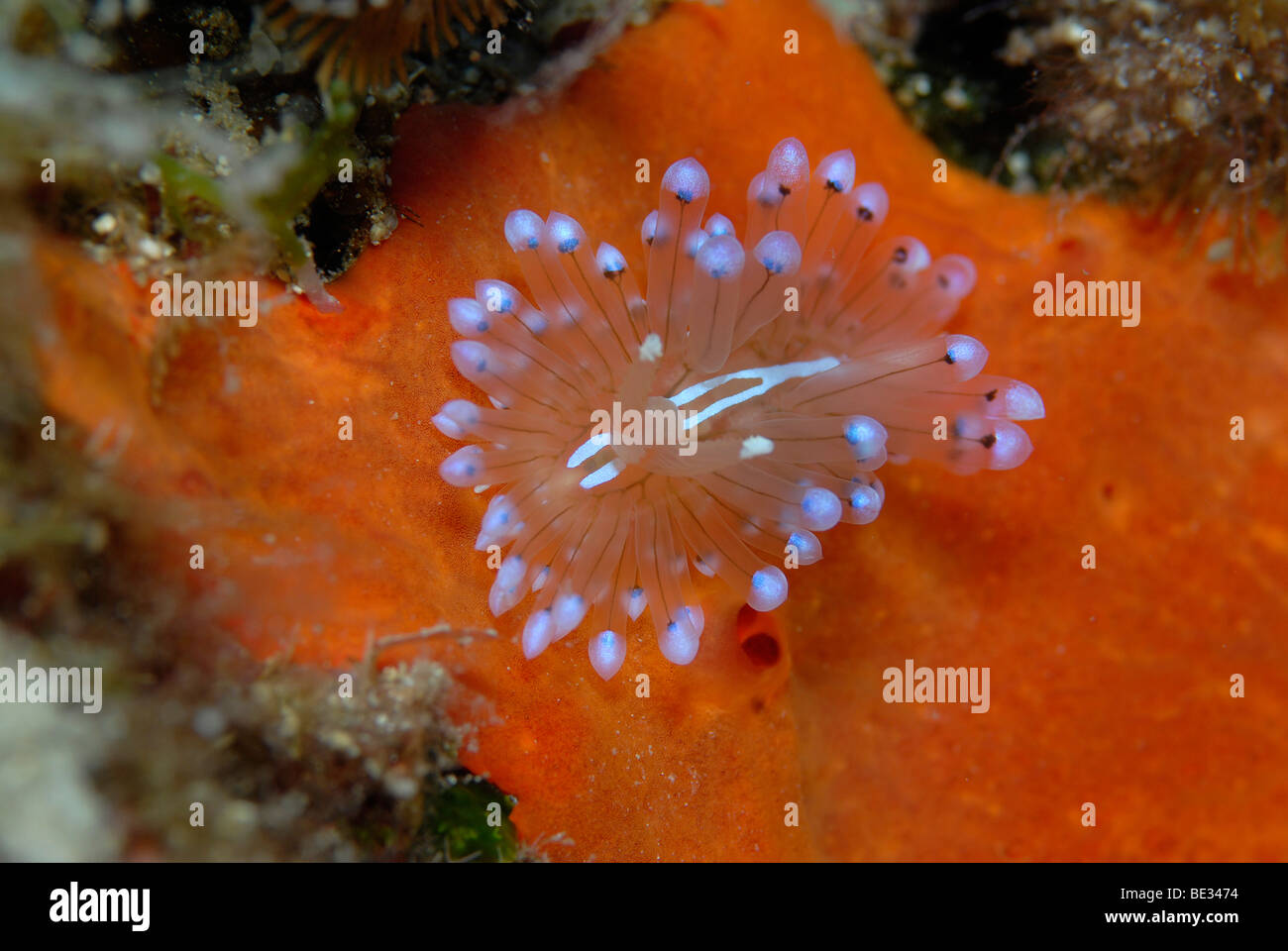 Janolus Nudibranch, Janolus cristatus, Datca Peninsula, Aegaen Sea, Mediterranean Sea, Turkey Stock Photo