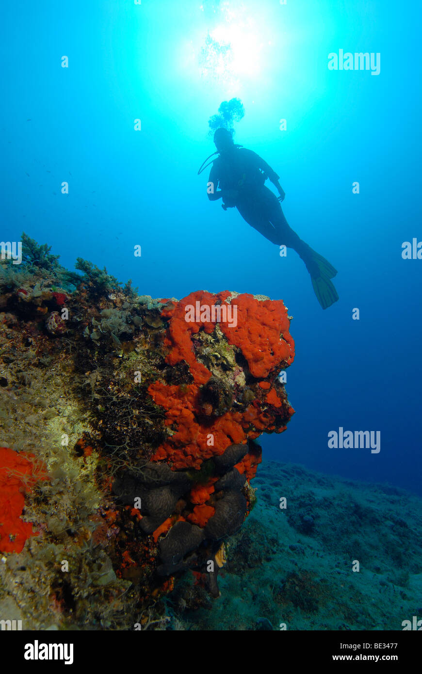 Diver and red Marine Sponges, Datca Peninsula, Aegaen Sea, Mediterranean Sea, Turkey Stock Photo