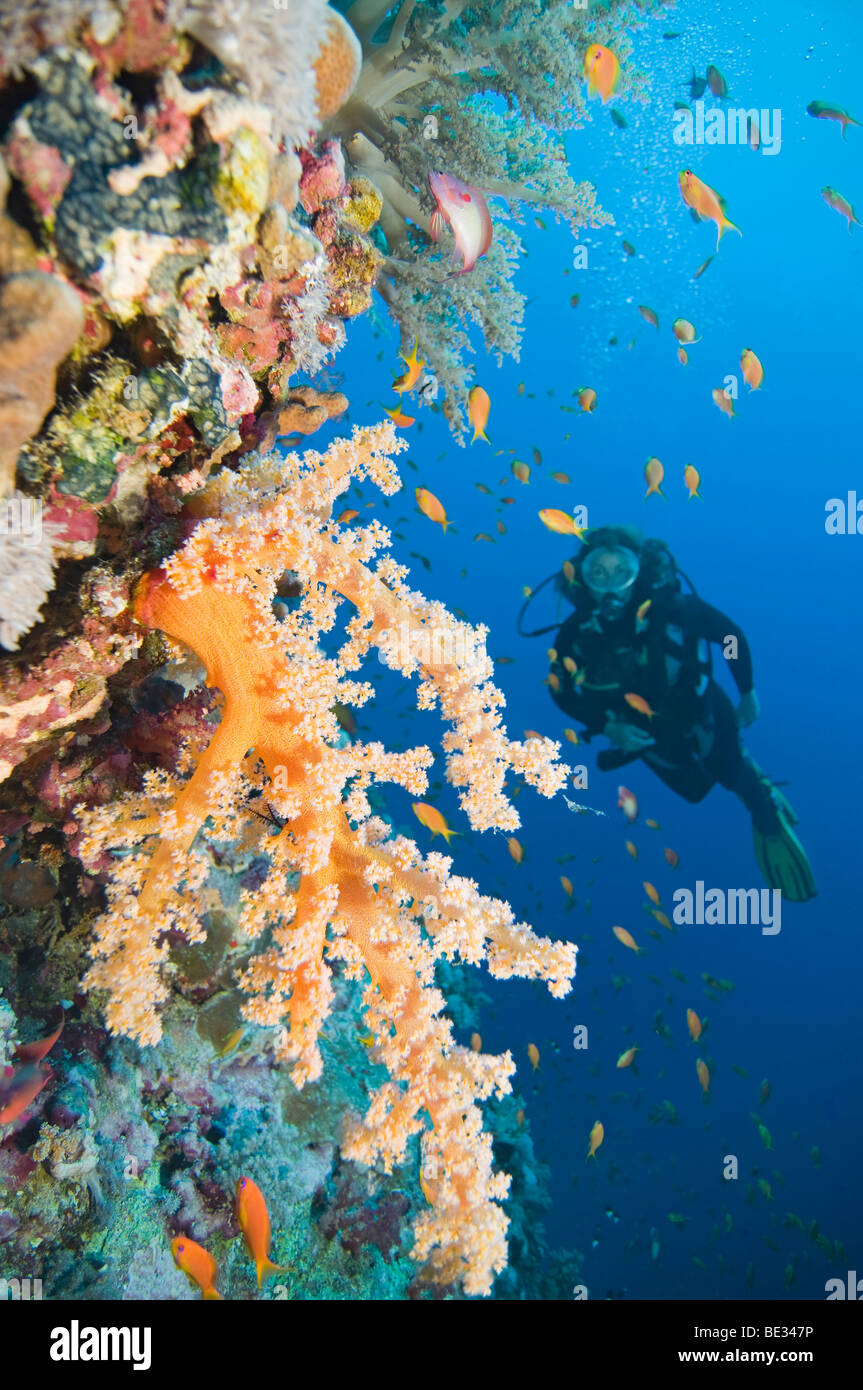 Soft Corals and Diver, Dendronephthya, Shab Sharm, Red Sea, Egypt Stock Photo