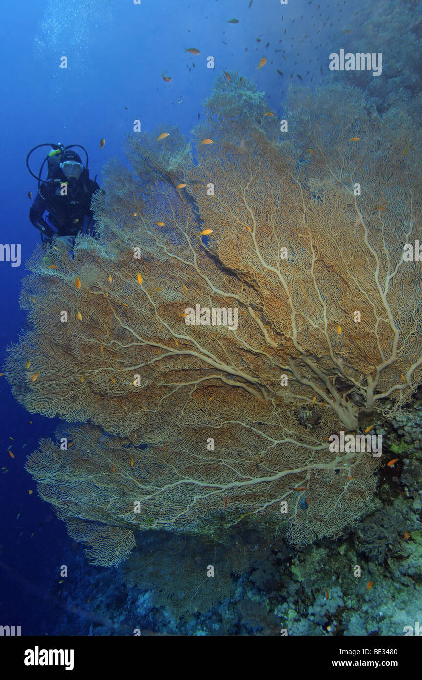 Big Sea Fan and Diver, Annella mollis, Elphinstone Reef, Red Sea, Egypt Stock Photo