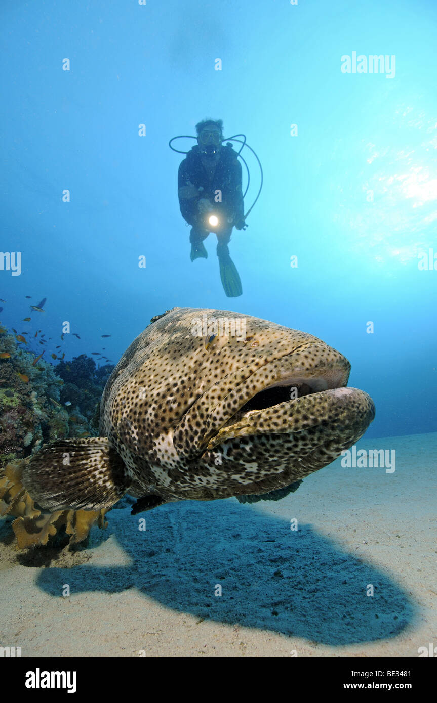Giant Grouper and Diver, Epinephelus microdon, Shab Sharm, Red Sea, Egypt Stock Photo