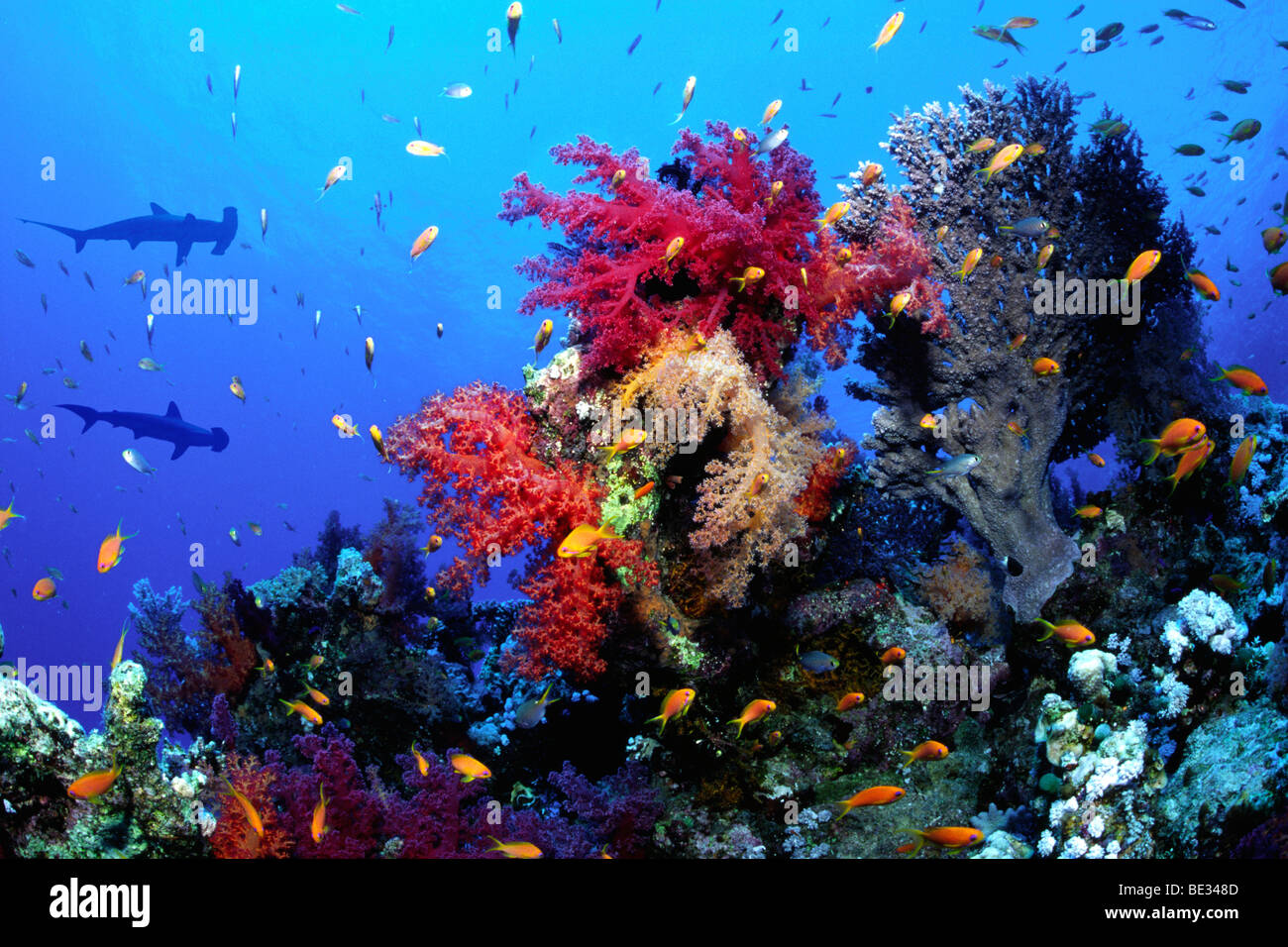 Soft Coral Reef and Hammerhead Sharks, Dendronephthya, Sphyrna lewini, Elphinstone Reef, Red Sea, Egypt Stock Photo