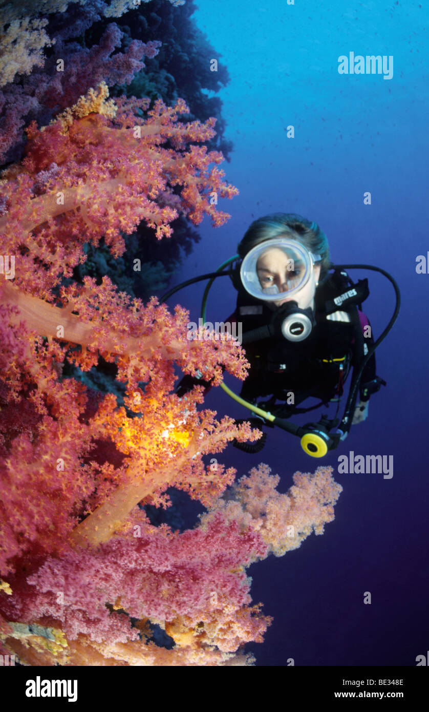 Scuba Diver and Soft Corals, Dendronephthya, Elphinstone Reef, Red Sea, Egypt Stock Photo