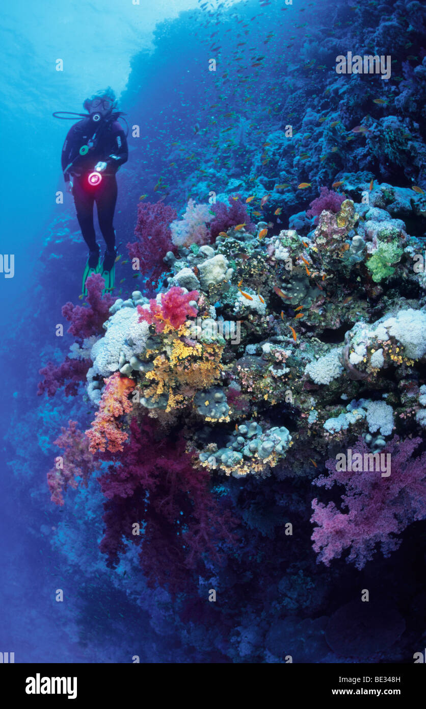 Scuba Diver and Soft Corals, Dendronephthya, Brother Islands, Red Sea, Egypt Stock Photo