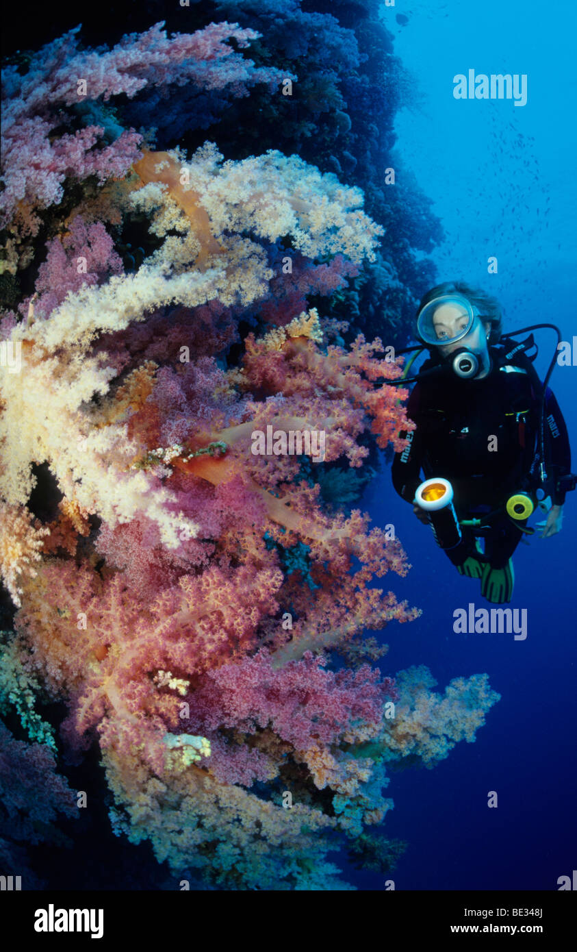 Scuba Diver and Soft Corals, Dendronephthya, Brother Islands, Red Sea, Egypt Stock Photo