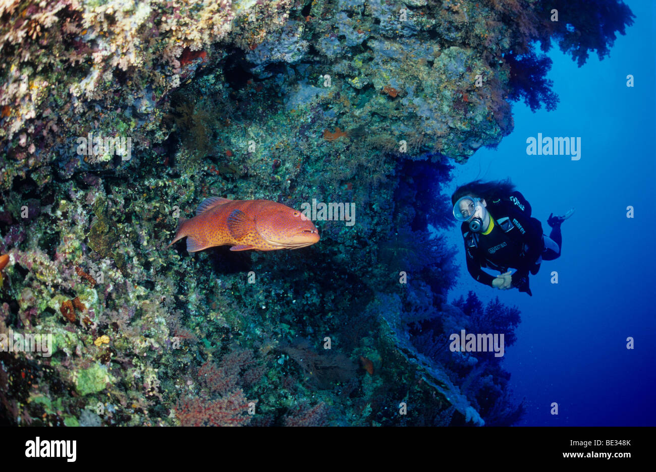 Coral Trout and Scuba Diver, Plectropomus pessuliferus marisrubri, Brother Islands, Red Sea, Egypt Stock Photo