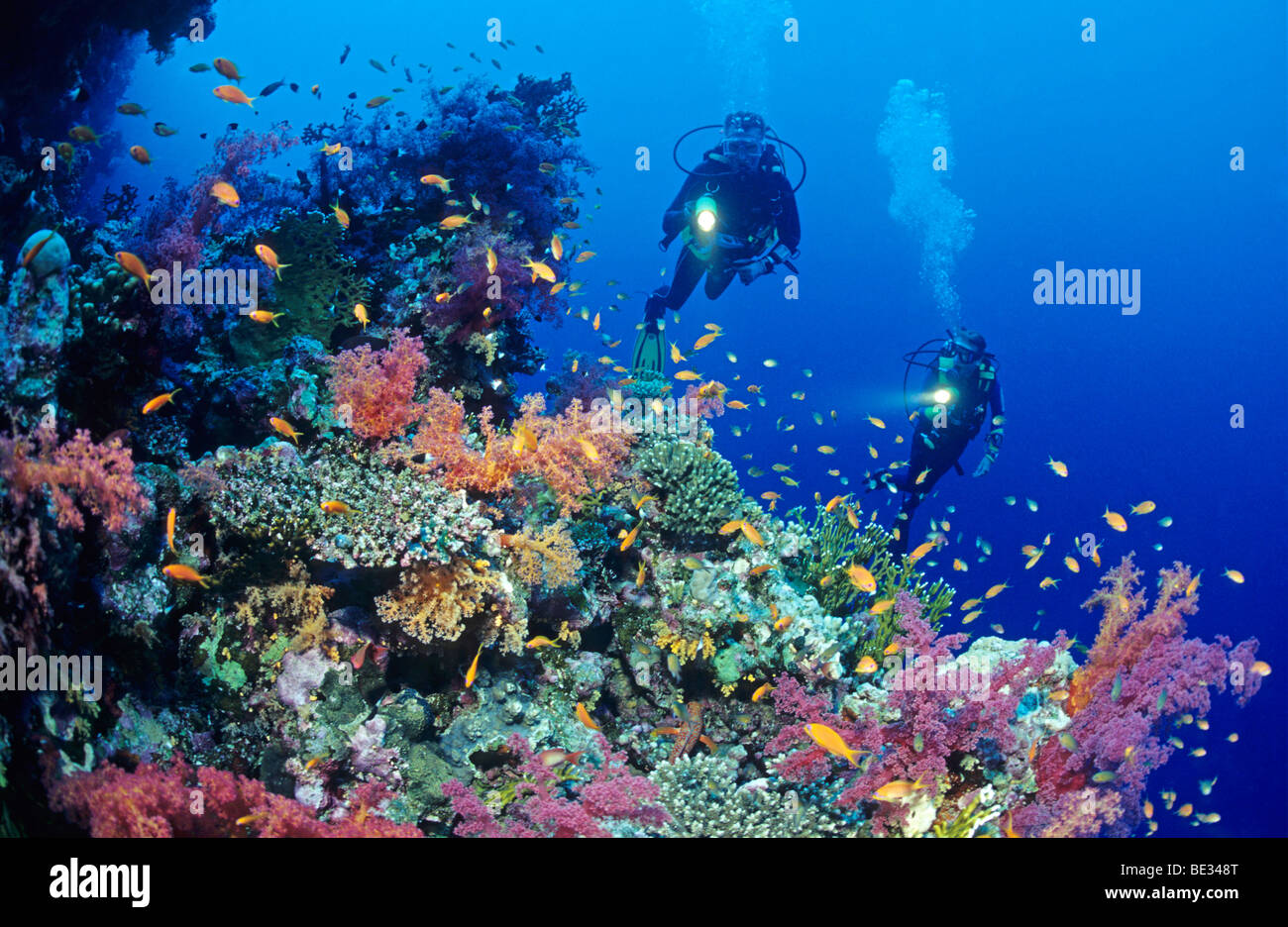 ledsage dialog Gøre en indsats Diver at Coral Reef, Sharm el Sheikh, Sinai, Red Sea, Egypt Stock Photo -  Alamy