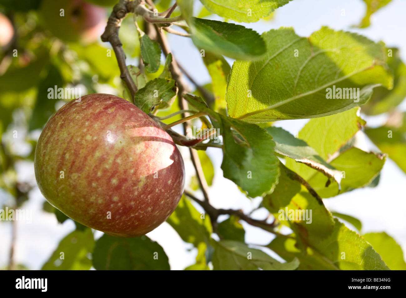 Apple (Malus domestica) from organic farming Stock Photo