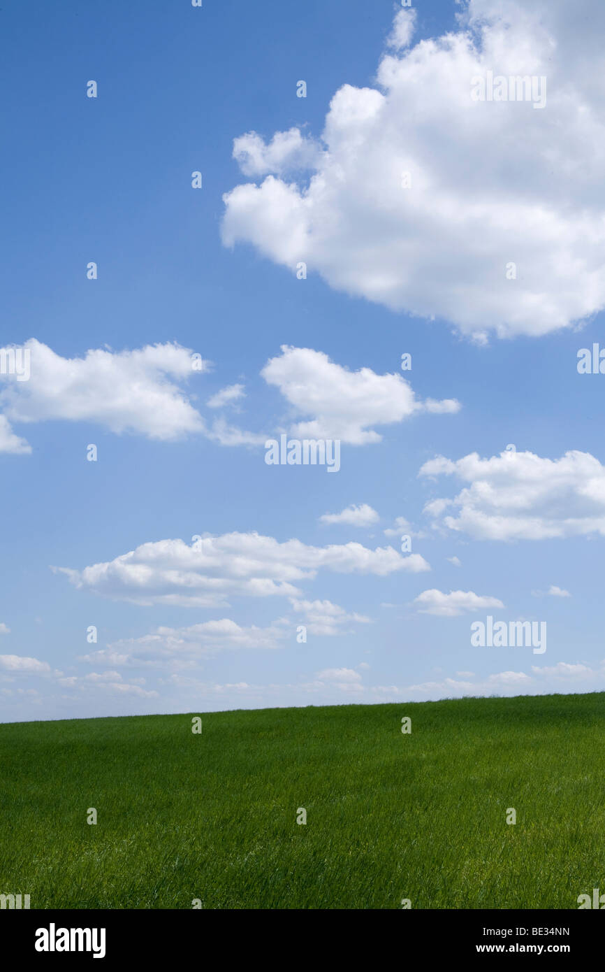 Grass landscape with clouds in the sky Stock Photo