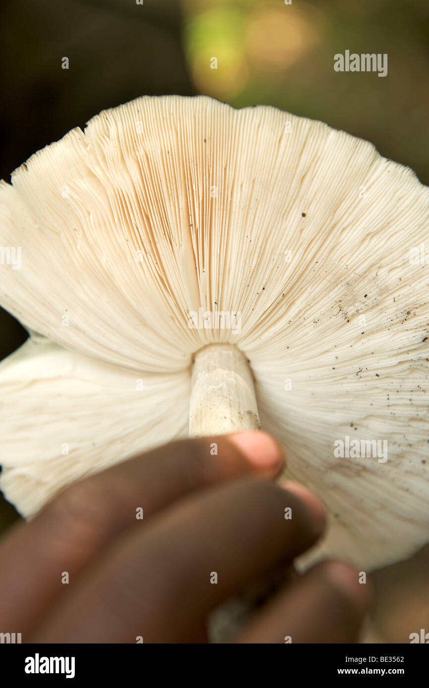 Underside of a wild mushroom in the Mgahinga Gorilla National Park in southern Uganda. Stock Photo