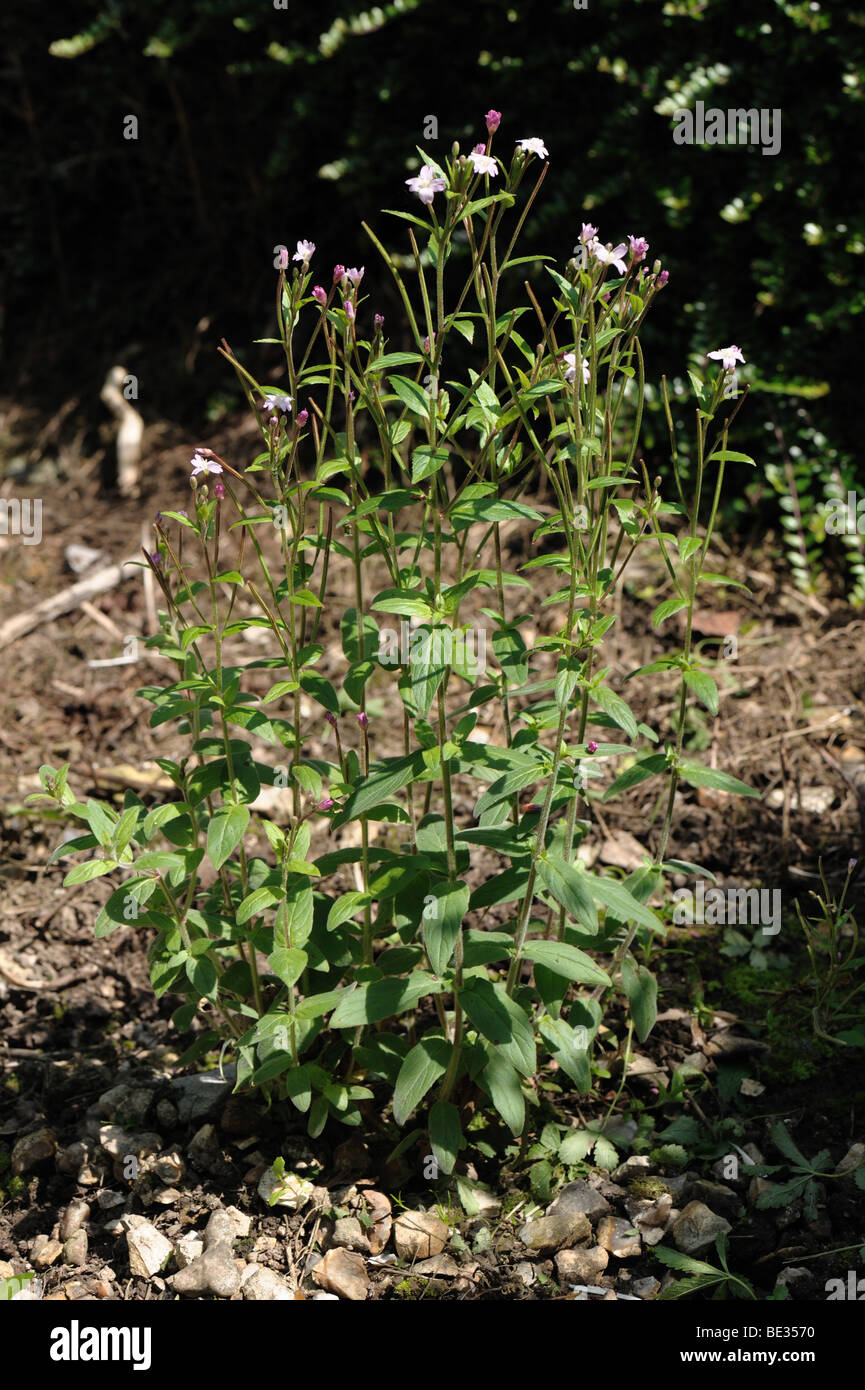 Broad-leaved willowherb (Epilobium montanum) flowering plant Stock Photo