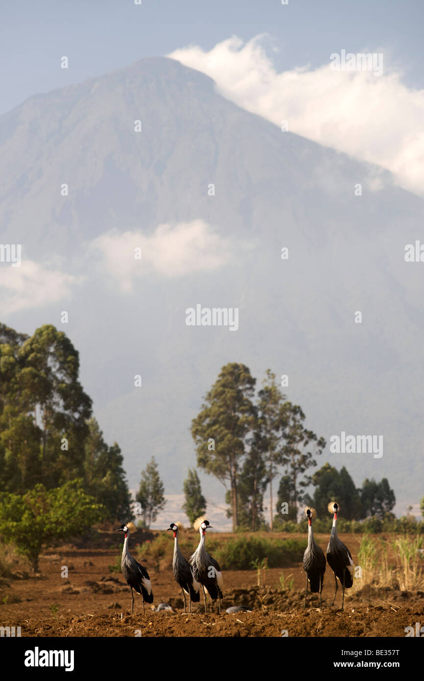 Grey Crowned Cranes in front of Mount Muhavura, one of three peaks in the Mgahinga Gorilla National Park in Uganda. Stock Photo