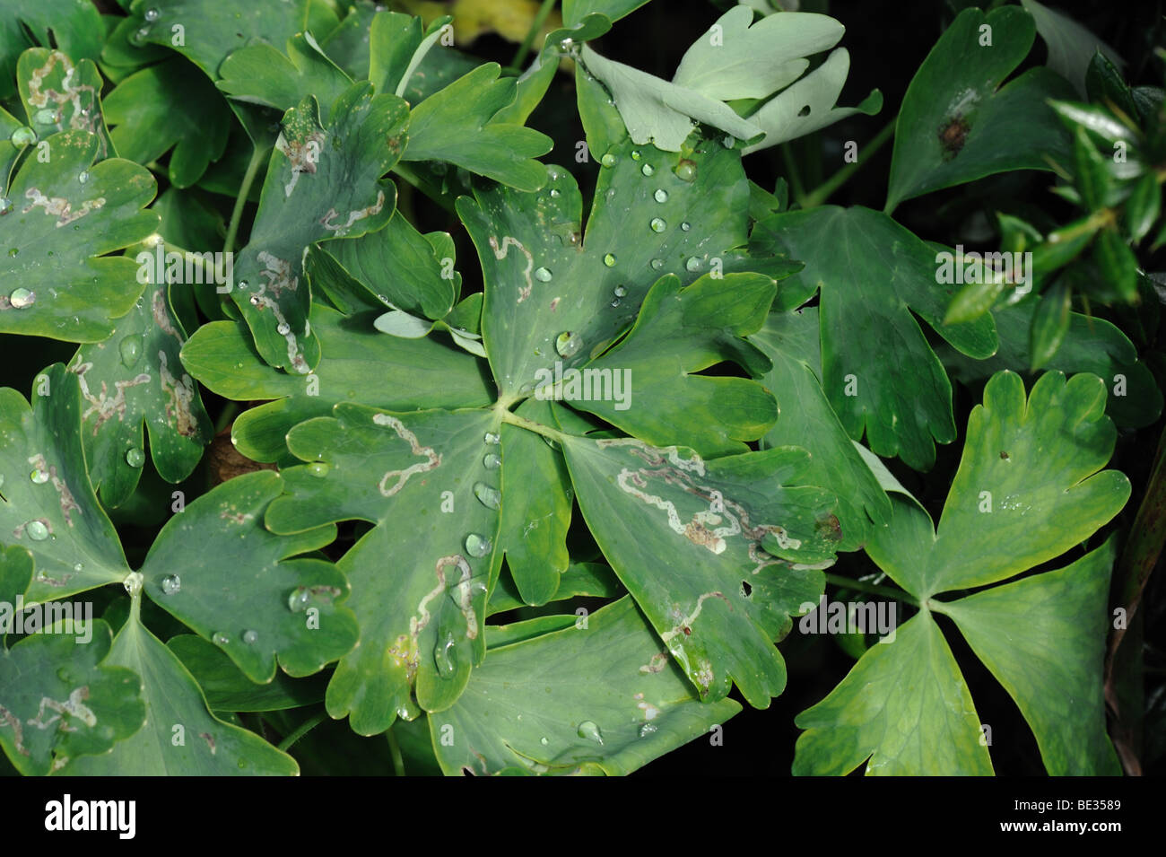 Leaf mines of leafminer (Phytomyza minuscula) in Aquilegia vulgaris leaves Stock Photo