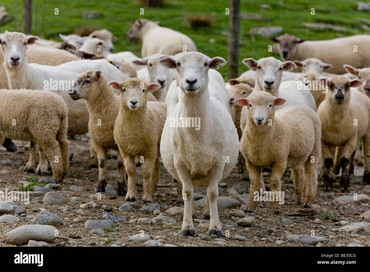 Flock of sheep, Upper Matakitaki, New Zealand Stock Photo