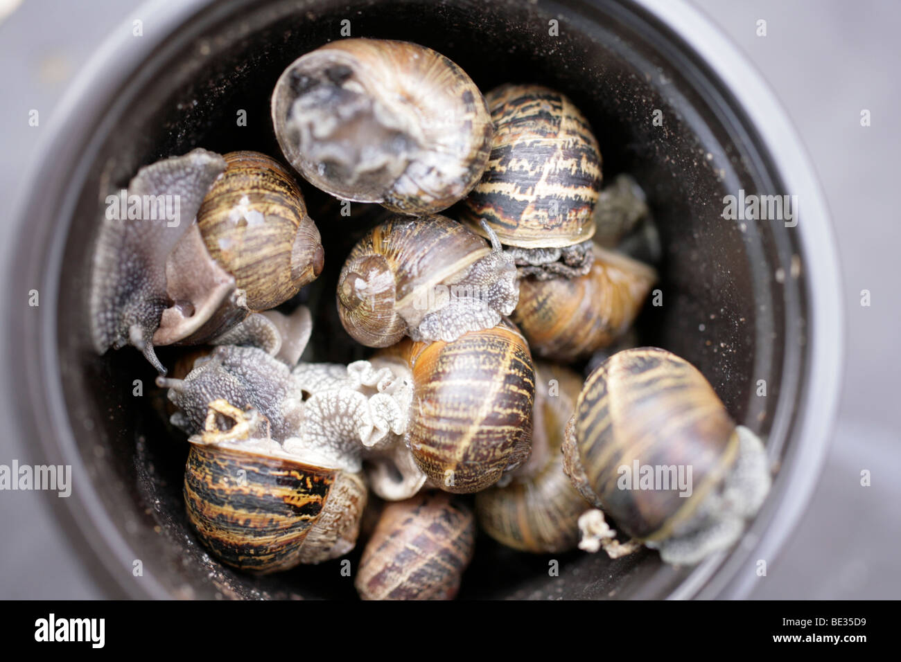 A bucket full of common garden snails Stock Photo Alamy