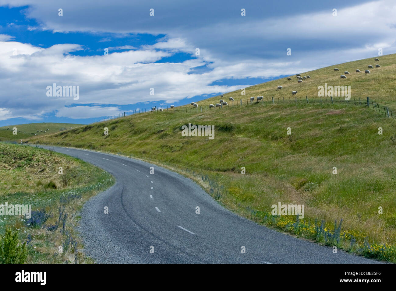 Country road next to a meadow with New Zealand sheep (Ovis orientalis aries), Cattle Creek, South Island, New Zealand Stock Photo