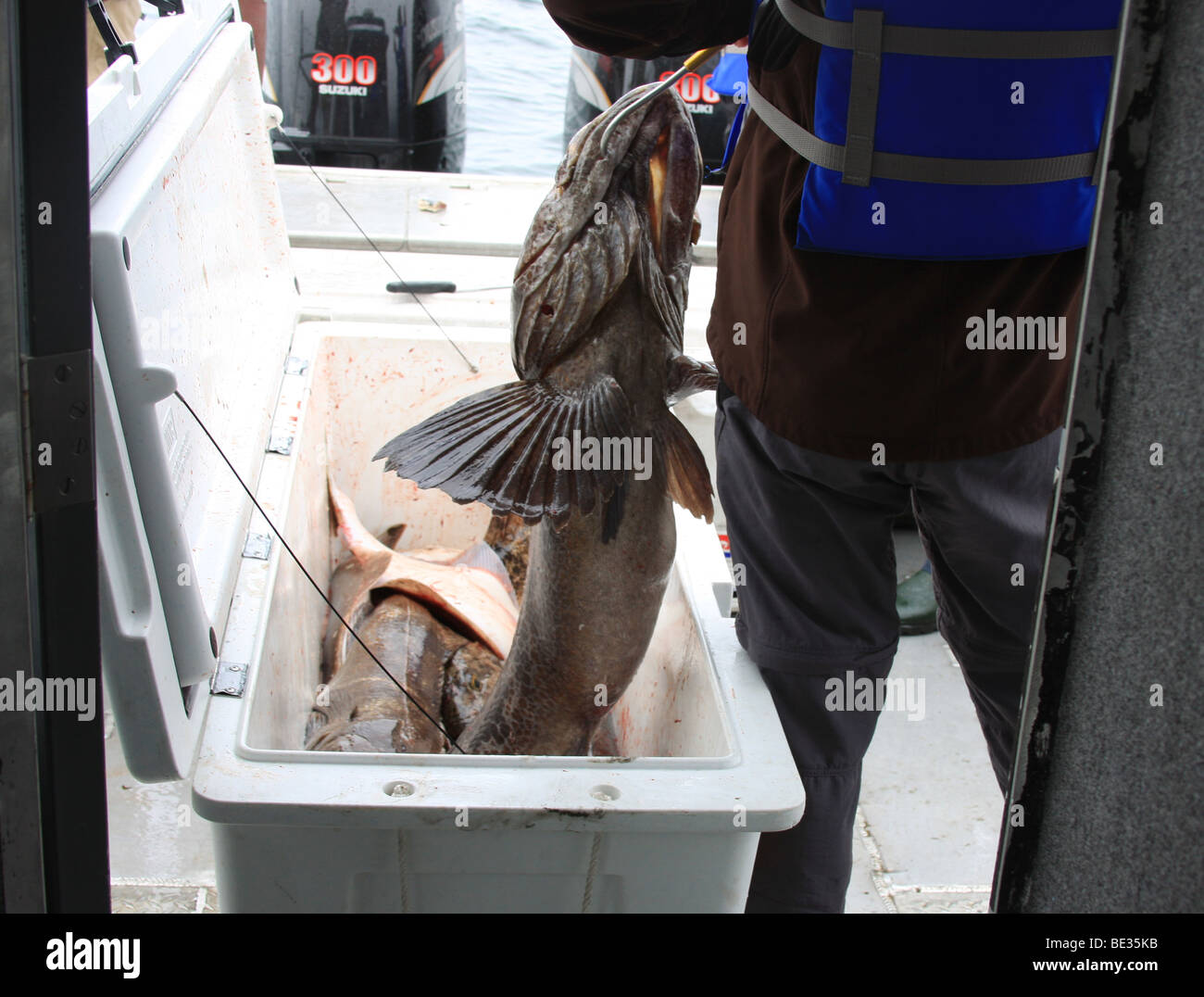 Rockfish fresh caught and placed in cooler on fishing boat, Pacific Ocean, Alaska coast near Seward rock fish Stock Photo