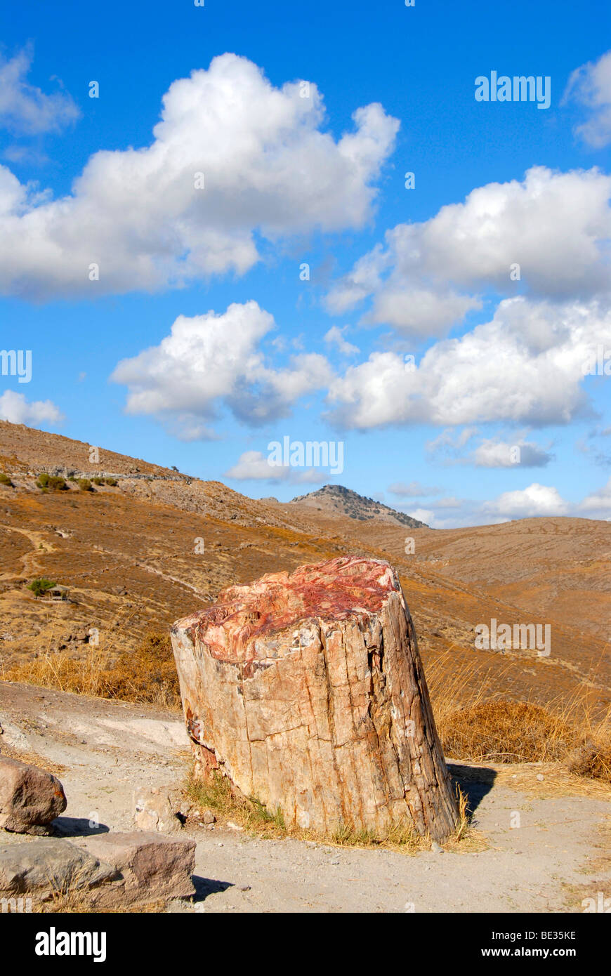 Petrified stump in a petrified forest between Sigri and Antissa, Lesbos, Aegean Sea, Greece, Europe Stock Photo