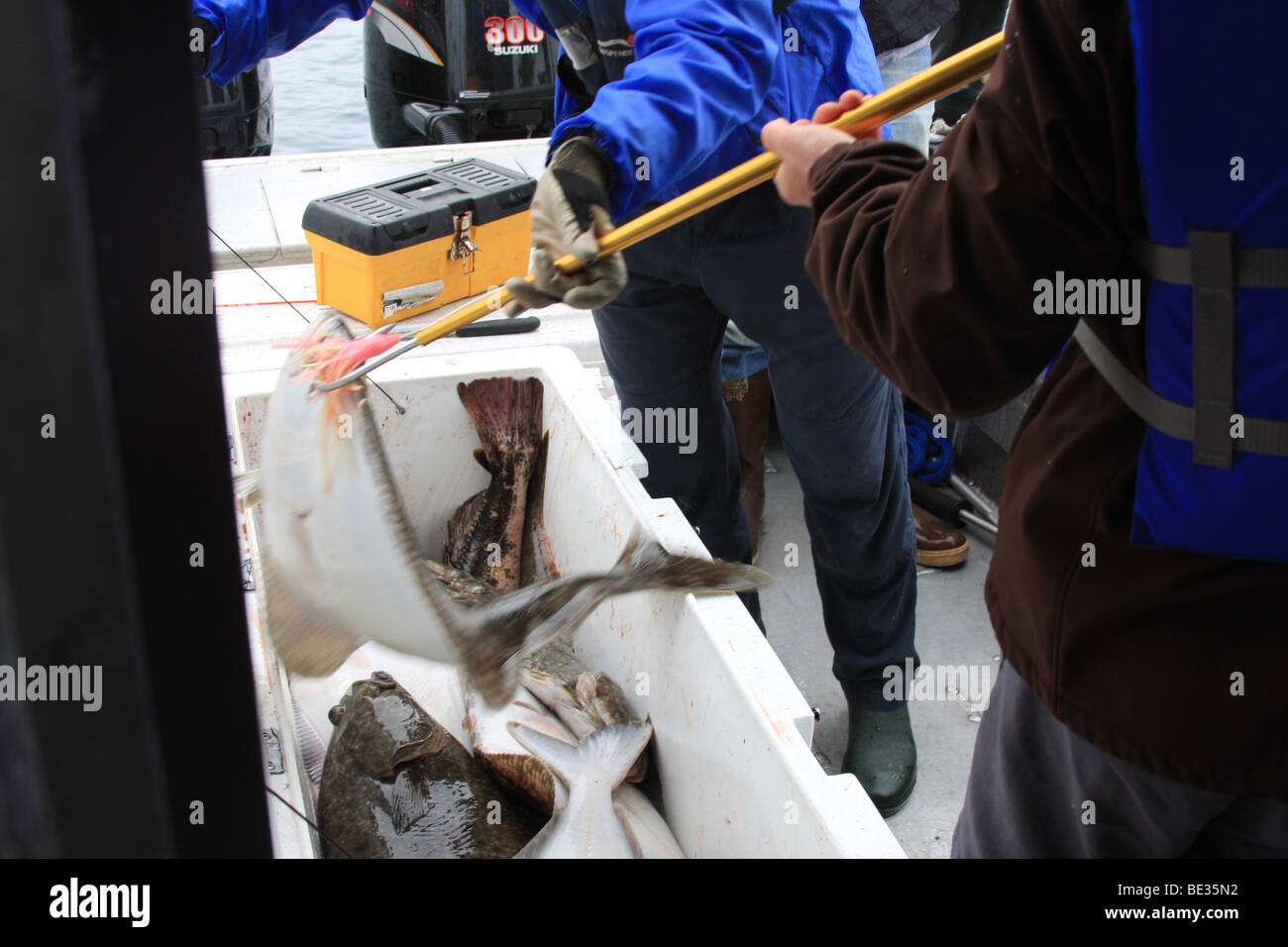 Fresh catch of Halibut, fishing boat, Alaska cost Pacific ocean