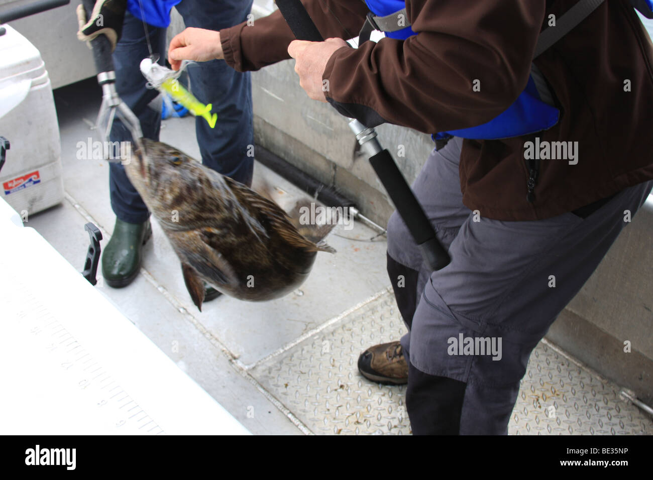 Rockfish fresh caught and placed in cooler on fishing boat, Pacific
