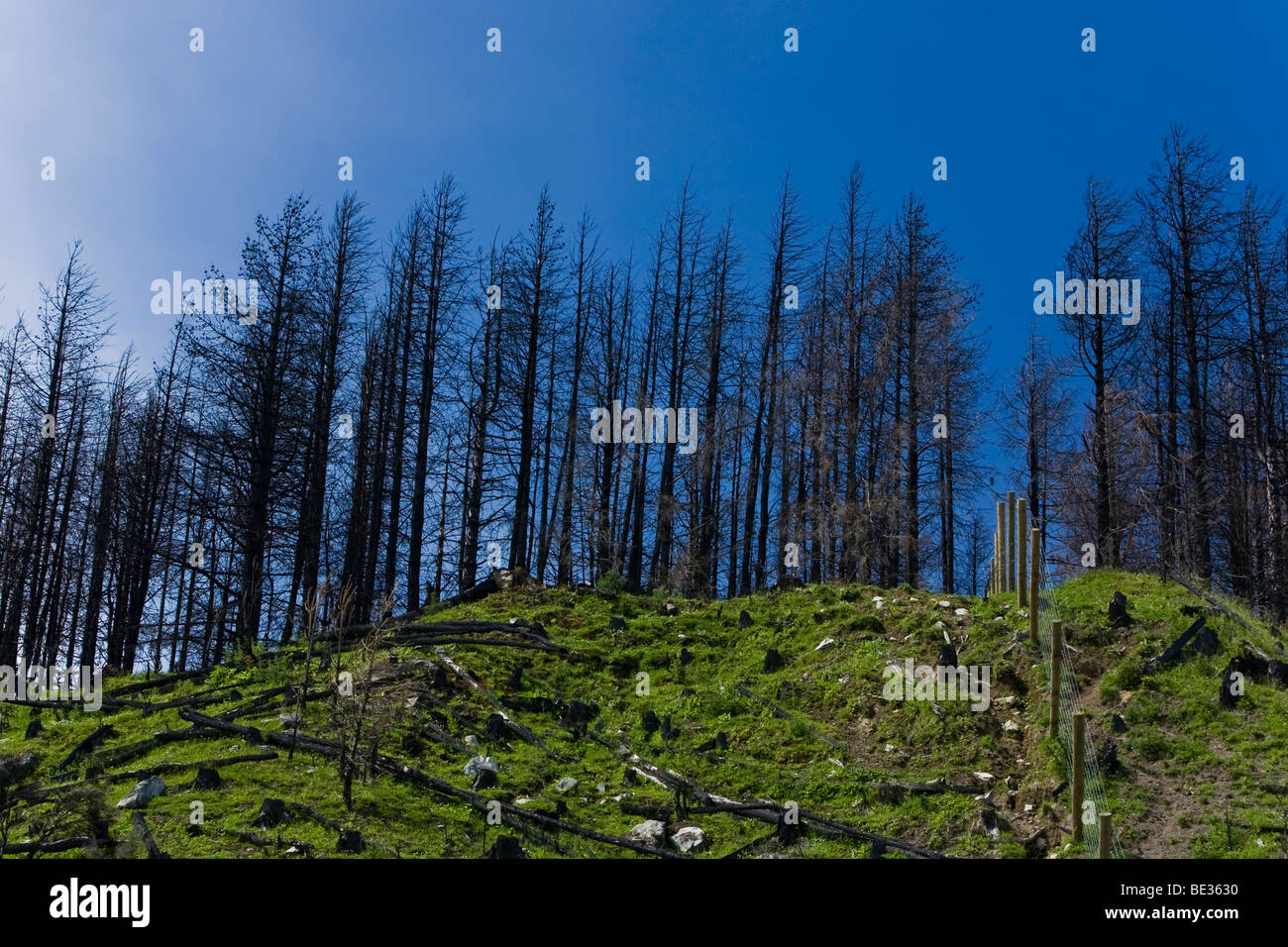 Deforestation area with scraggy trees and stumps, Lake Pukaki, South Island, New Zealand Stock Photo