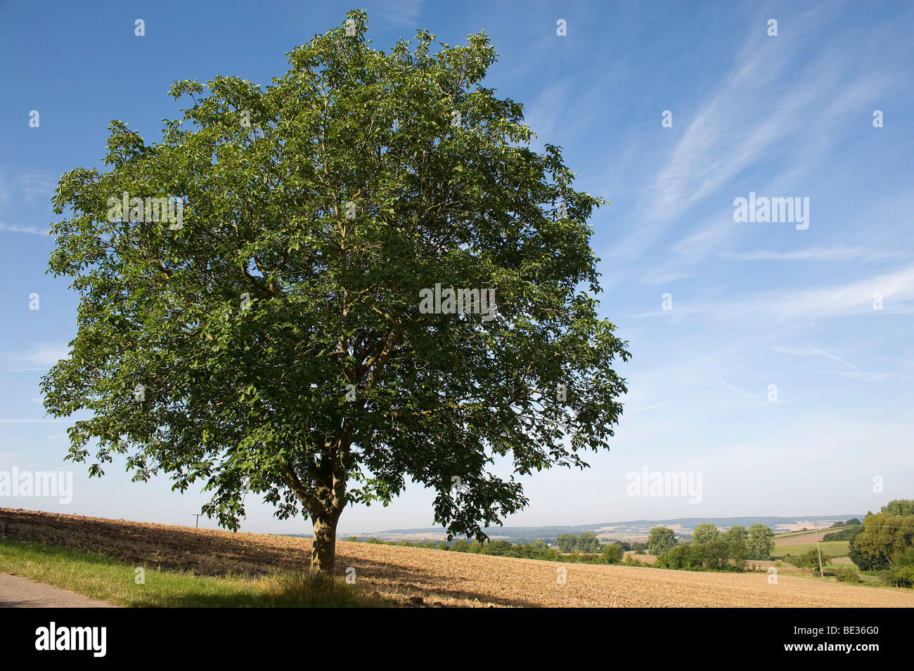 Walnut tree (Juglans regia) Stock Photo