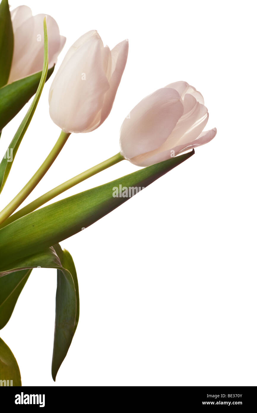 spring tulips flower isolated on white background Stock Photo - Alamy