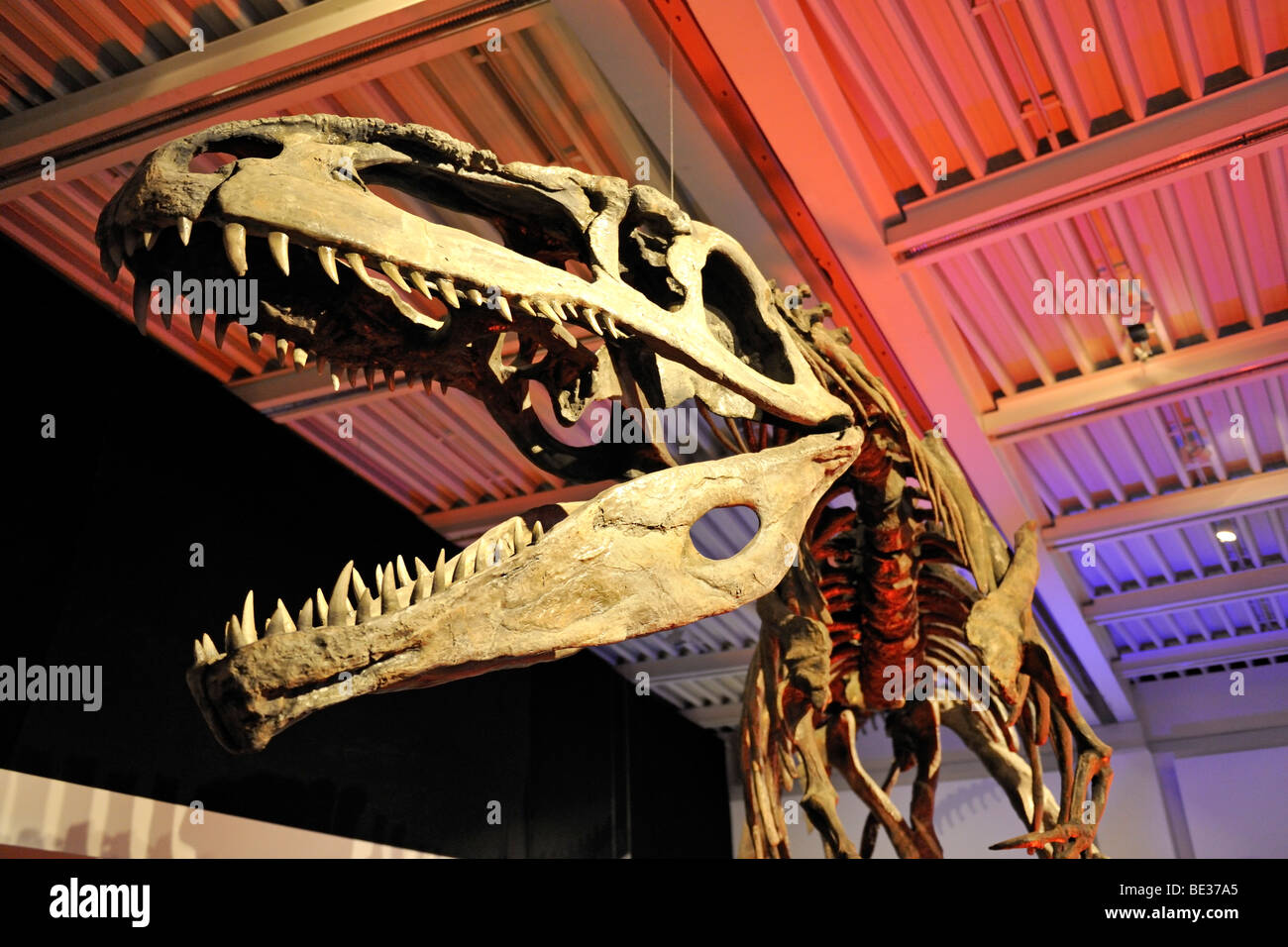Gigantosaurus carolinii, carnivore, lived 95 million years ago, Giant Dinosaurs of Argentina exhibition, Lokschuppen, locomotiv Stock Photo