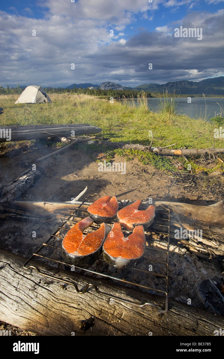 Salmon steak on a camp fire, grilling, grill, barbecue, BBQ, tent behind,  camping, Yukon River, Yukon Territory, Canada Stock Photo - Alamy
