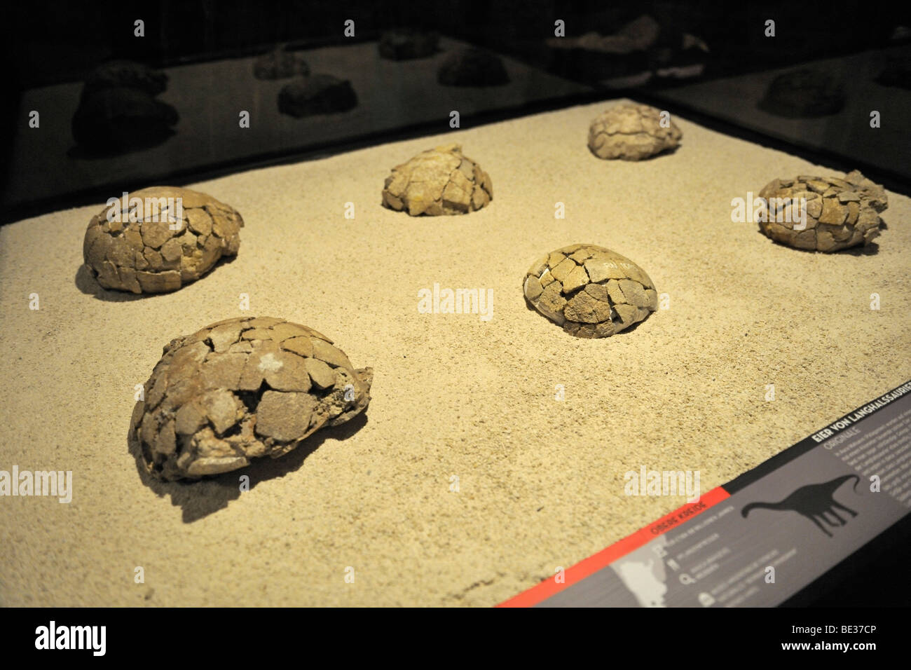Sauropodomorphs Hi res Stock Photography And Images Alamy