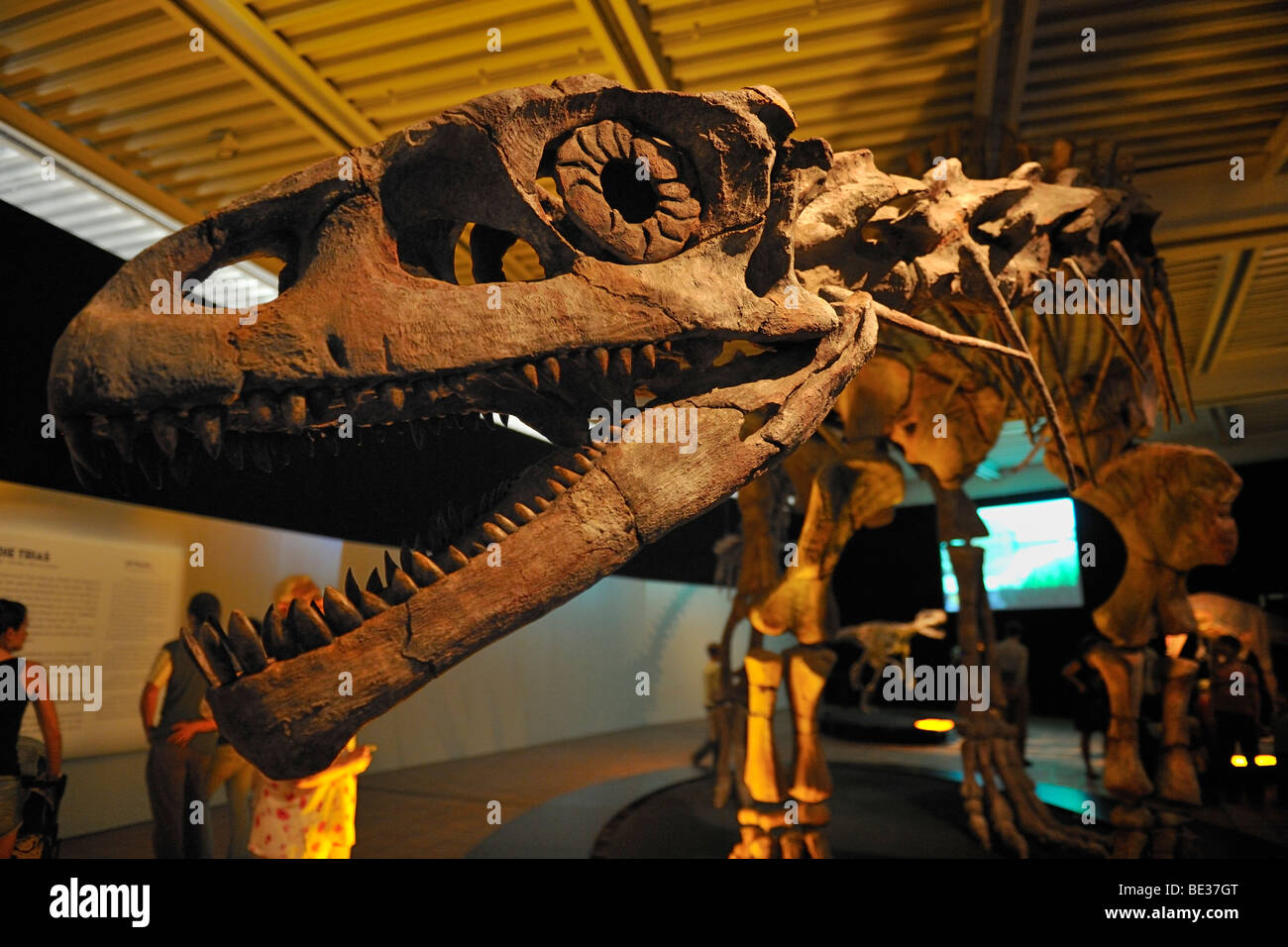 Brachytrachelopan mesai, herbivore, lived 145 million years ago, Giant Dinosaurs of Argentina exhibition, Lokschuppen, locomoti Stock Photo