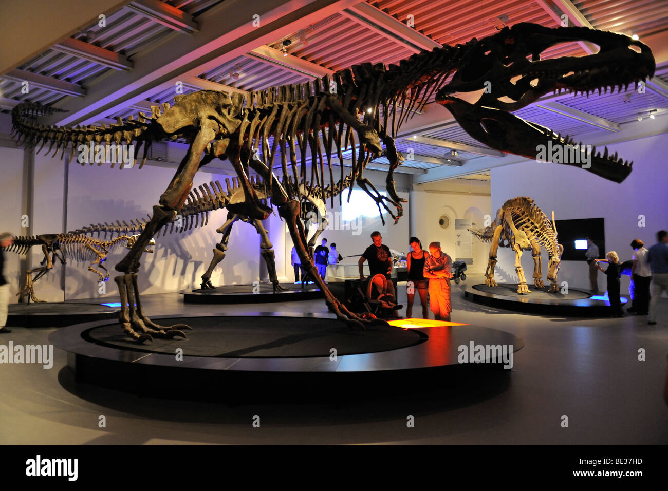 Gigantosaurus carolinii, carnivore, lived 95 million years ago, Giant Dinosaurs of Argentina exhibition, Lokschuppen, locomotiv Stock Photo